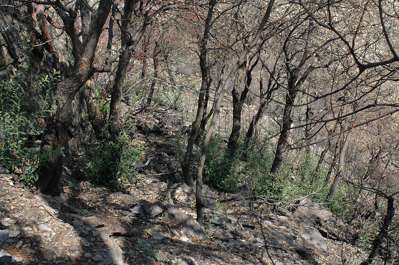 Quercus hypoleucoides (Silverleaf Oak)