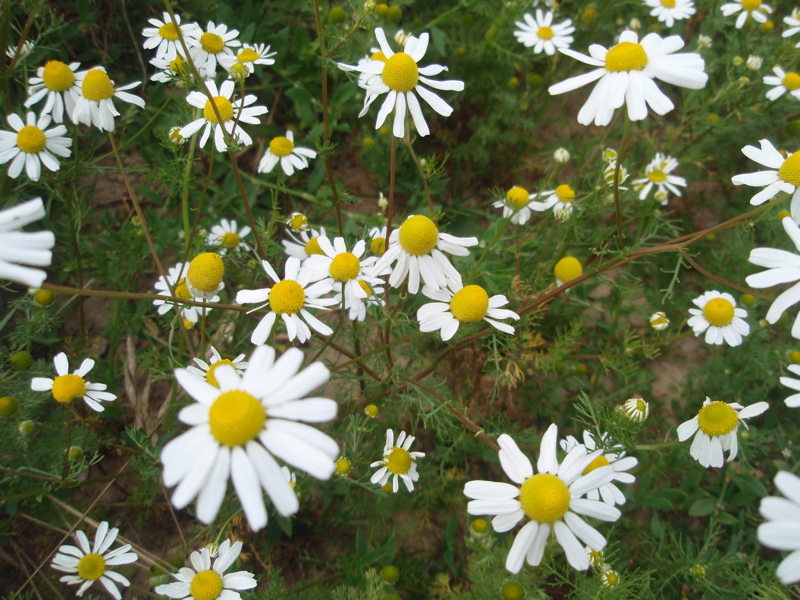Matricaria chamomilla (German Chamomile)