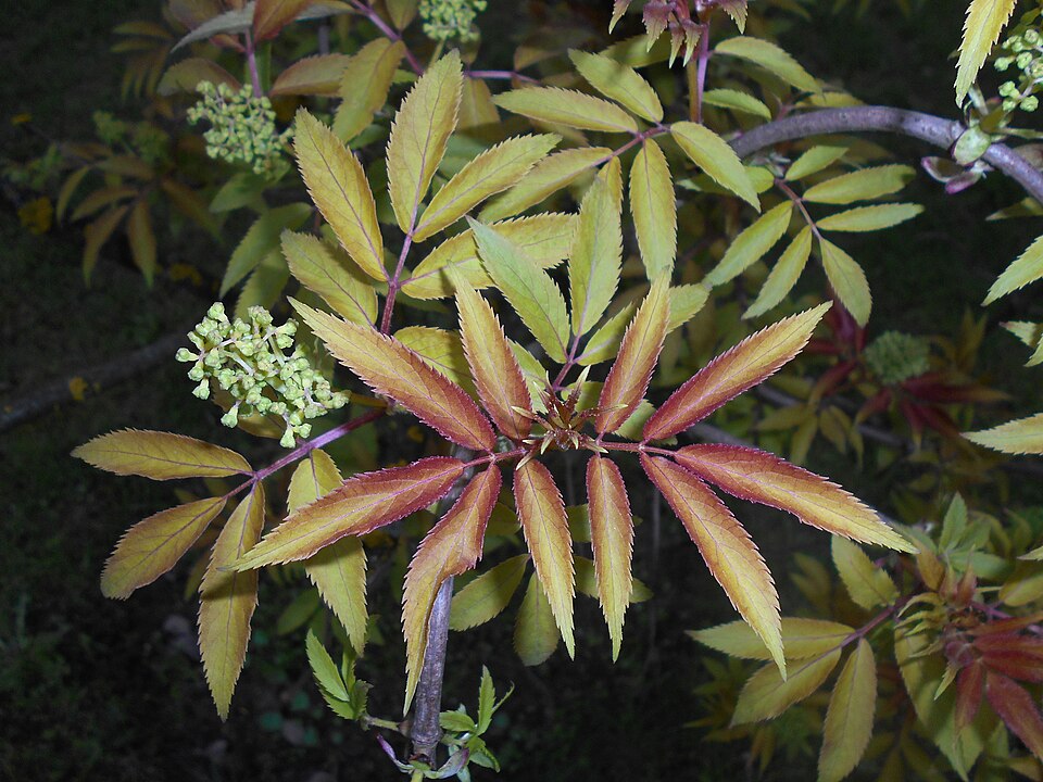 Sambucus racemosa 'Plumosa Aurea' (Golden Elder)