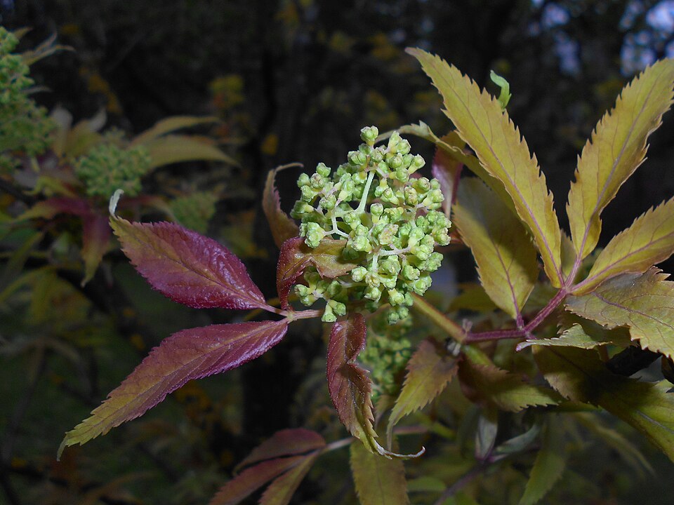 Sambucus racemosa 'Plumosa Aurea' (Golden Elder) (alternate view 2)
