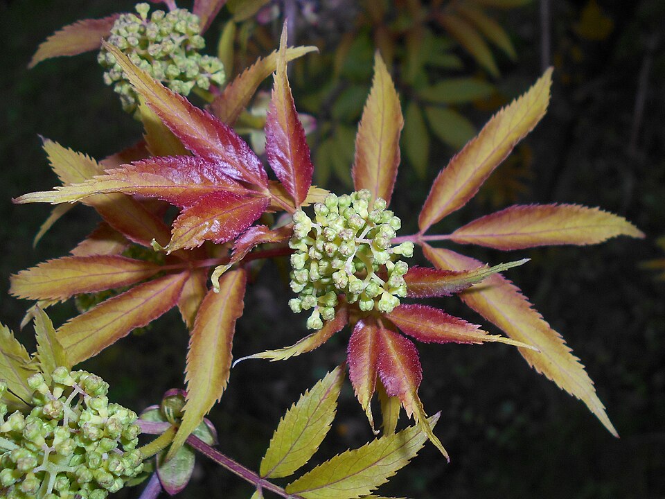 Sambucus racemosa 'Plumosa Aurea' (Golden Elder) (alternate view 3)