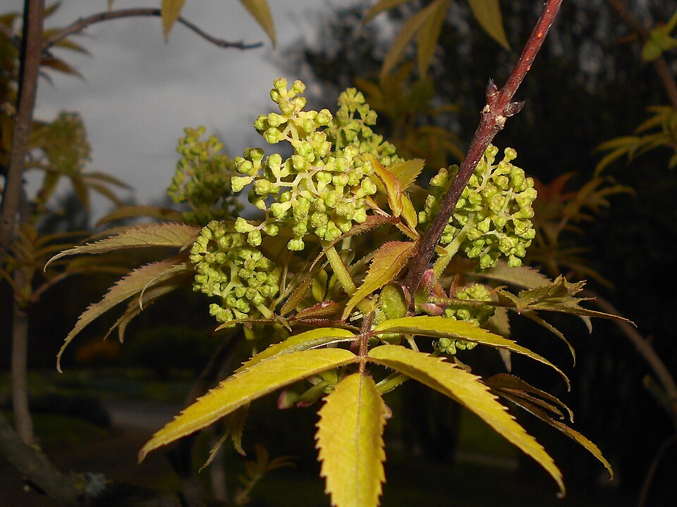 Sambucus racemosa 'Plumosa Aurea' (Golden Elder) (alternate view 4)