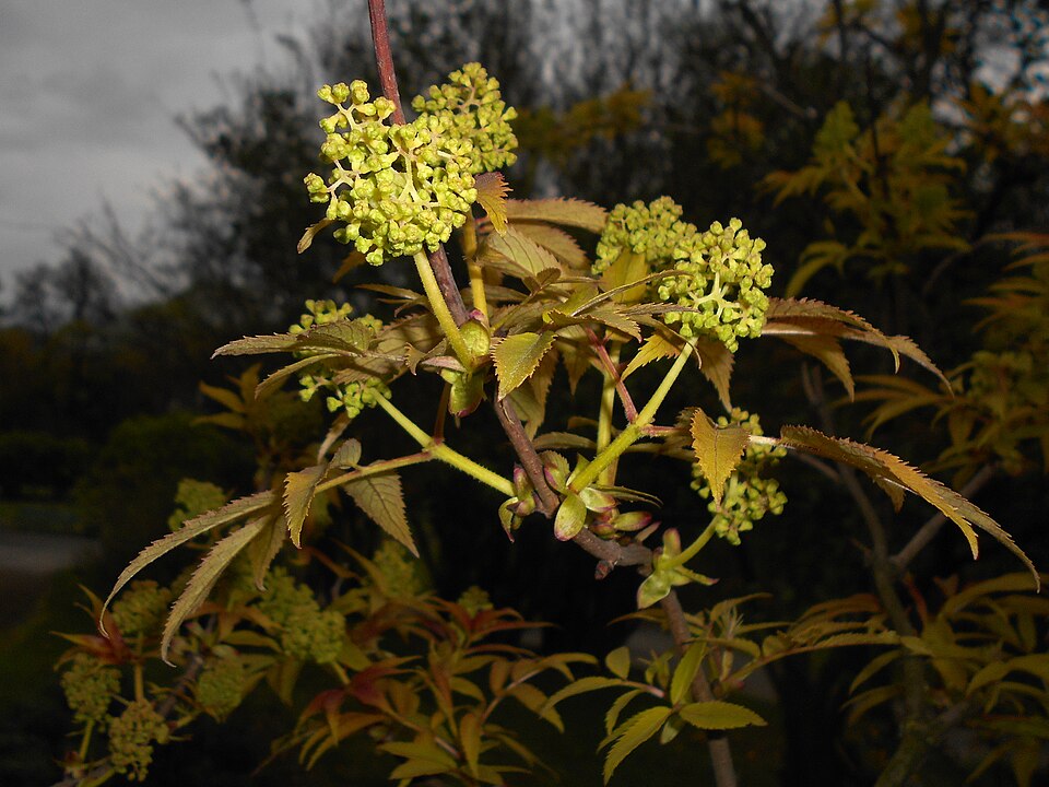 Sambucus racemosa 'Plumosa Aurea' (Golden Elder) (alternate view 5)
