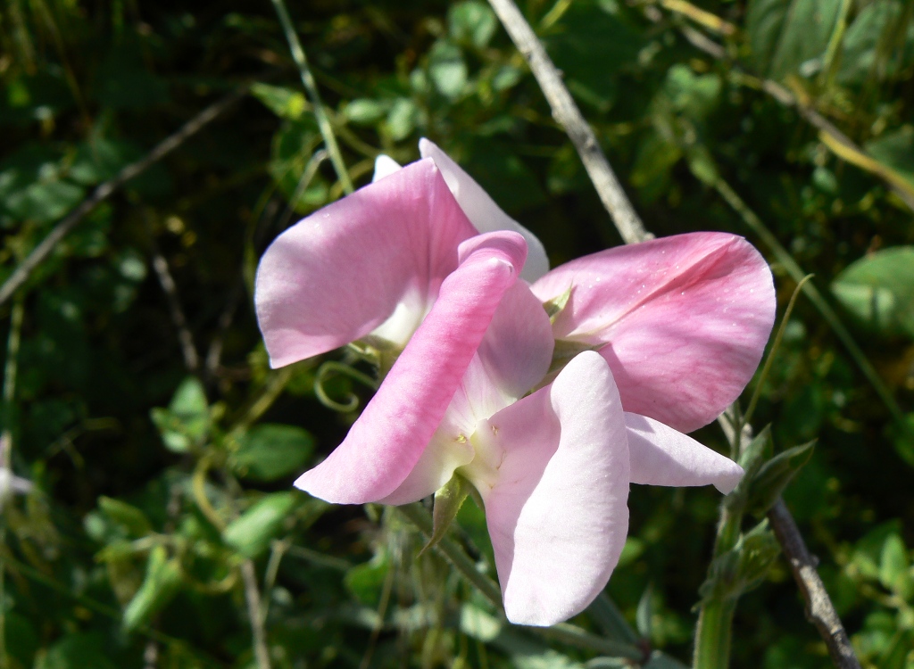 Lathyrus odoratus, Sweet pea — climbing (Fabaceae) (image 6 of 9)