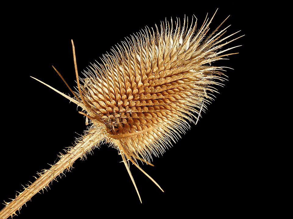 Dipsacus laciniatus (cutleaf teasel) (alternate view 9)