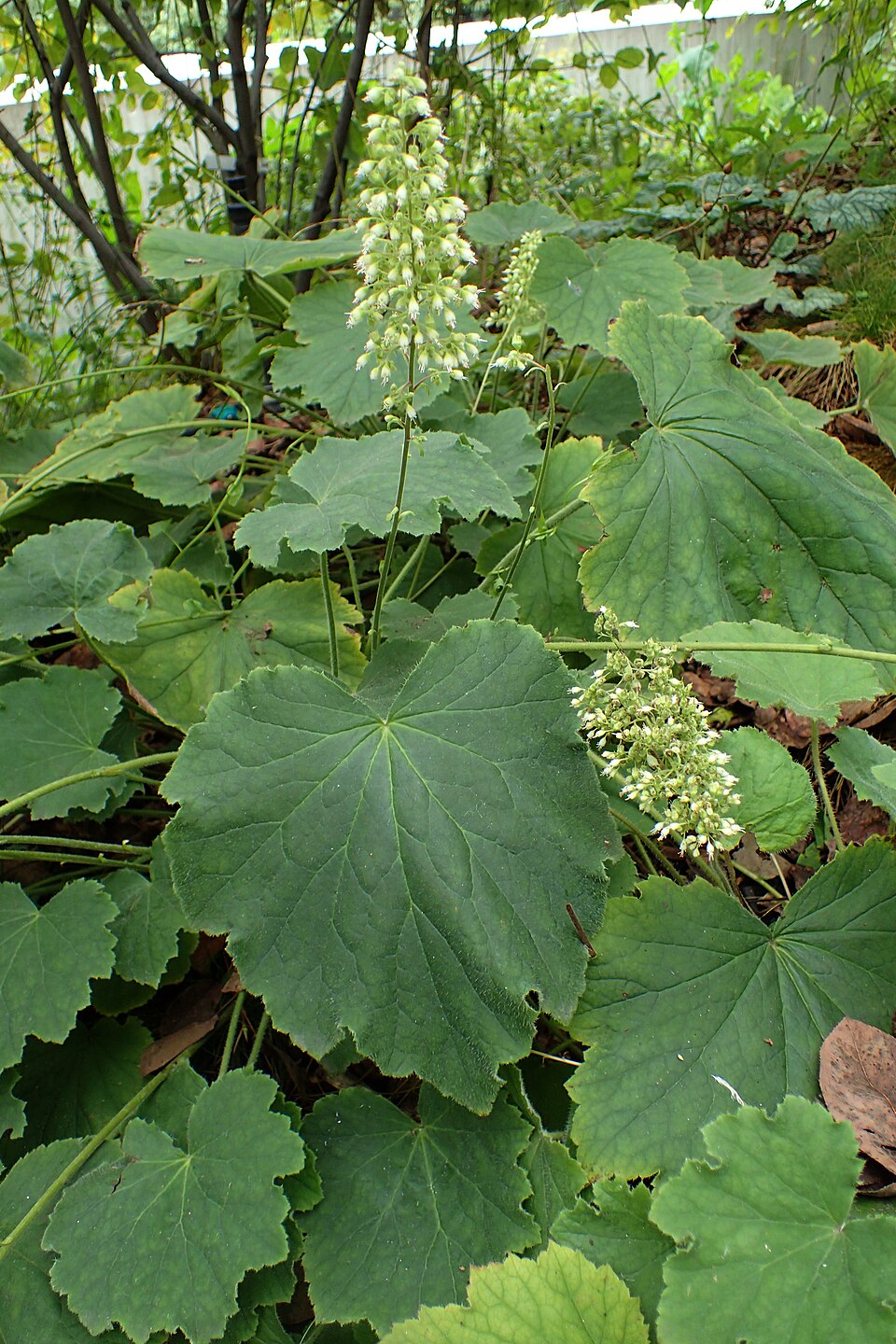 Heuchera villosa 'Autumn Bride' (Autumn Bride Heuchera) (alternate view 3)