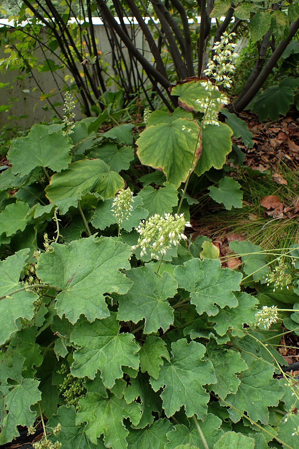 Heuchera villosa 'Autumn Bride' (Autumn Bride Heuchera) (alternate view 4)