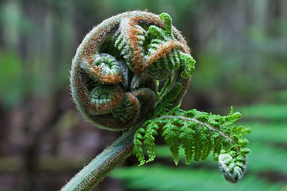 Dicksonia antarctica (man fern)