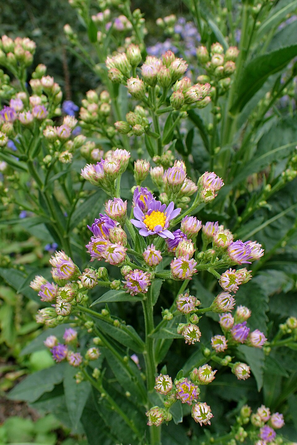Aster tataricus 'Jindai' (Jindai Aster)