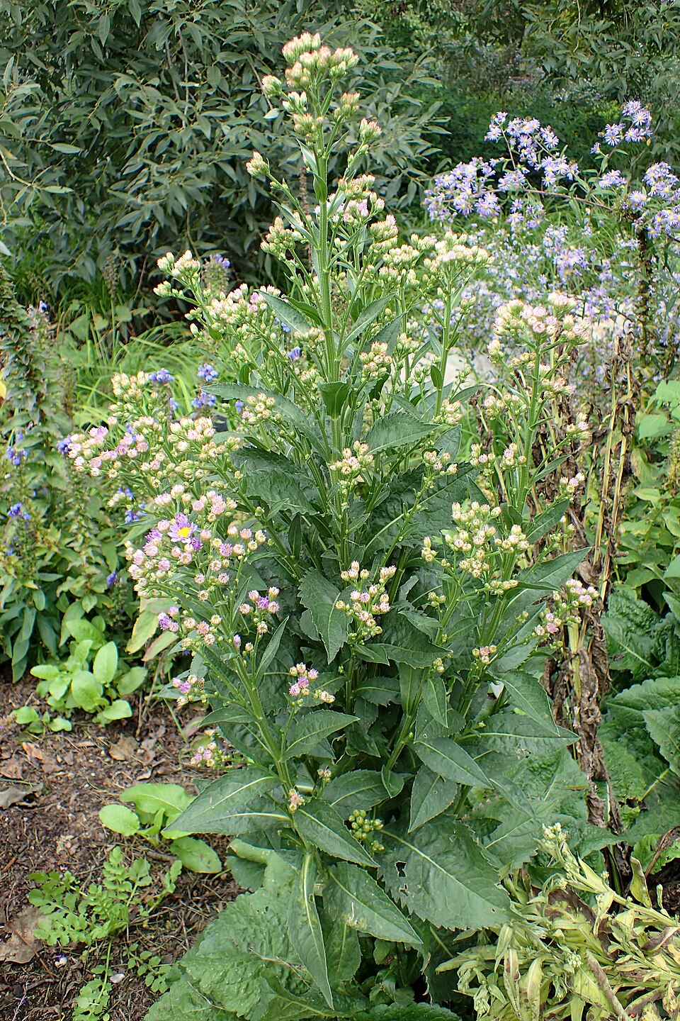 Aster tataricus 'Jindai' (Jindai Aster) (alternate view 2)