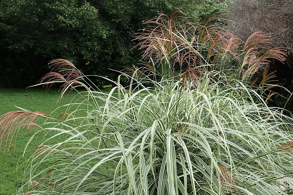 Miscanthus sinensis 'Variegatus' (Variegated Maiden Grass)