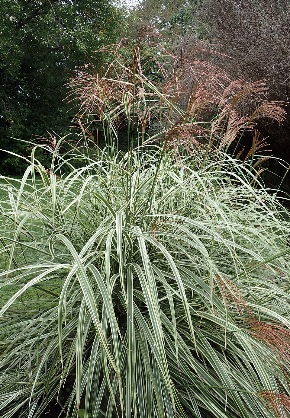Miscanthus sinensis 'Variegatus' (Variegated Maiden Grass) (alternate view 2)