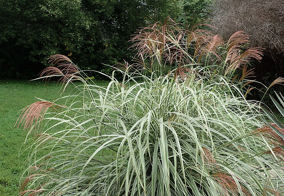 Miscanthus sinensis 'Variegatus' (Variegated Maiden Grass) (alternate view 3)