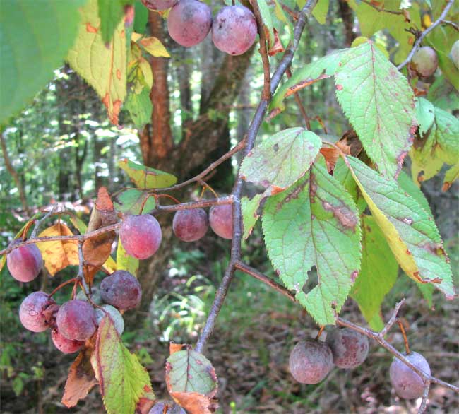 Prunus mexicana (Mexican Plum) (alternate view 6)