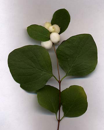 Symphoricarpos (snowberries) (alternate view 8)