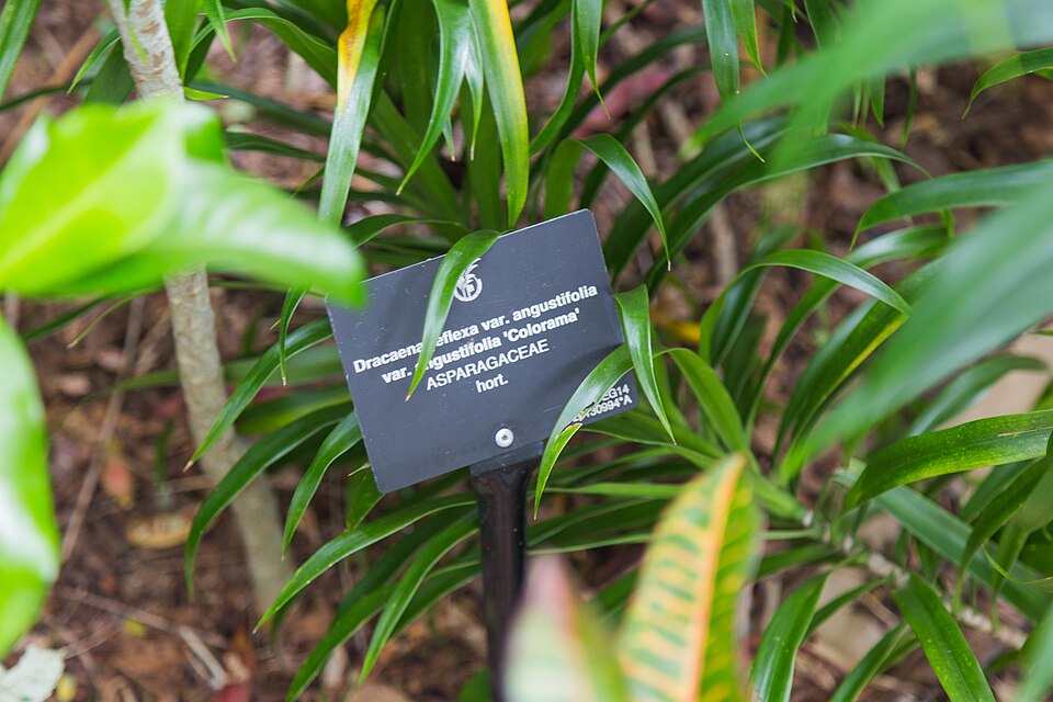Dracaena (Dragon Trees) (alternate view 2)