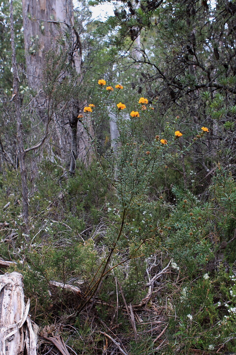 Pultenaea juniperina (prickly beauty) (alternate view 8)