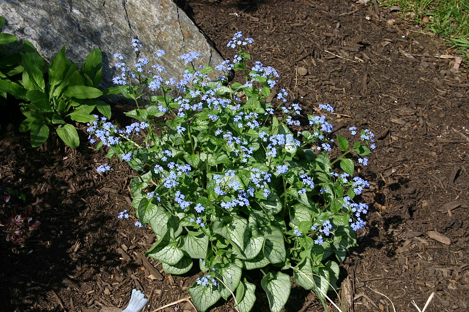 Brunnera macrophylla 'Jack Frost' (Jack Frost Heartleaf Brunnera) (alternate view 4)