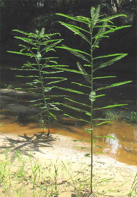 Sesbania herbacea (bigpod sesbania) (alternate view 6)