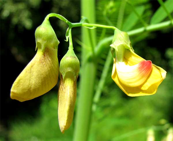 Sesbania herbacea (bigpod sesbania) (alternate view 7)