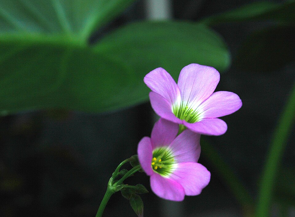 Oxalis violacea (violet woodsorrel)