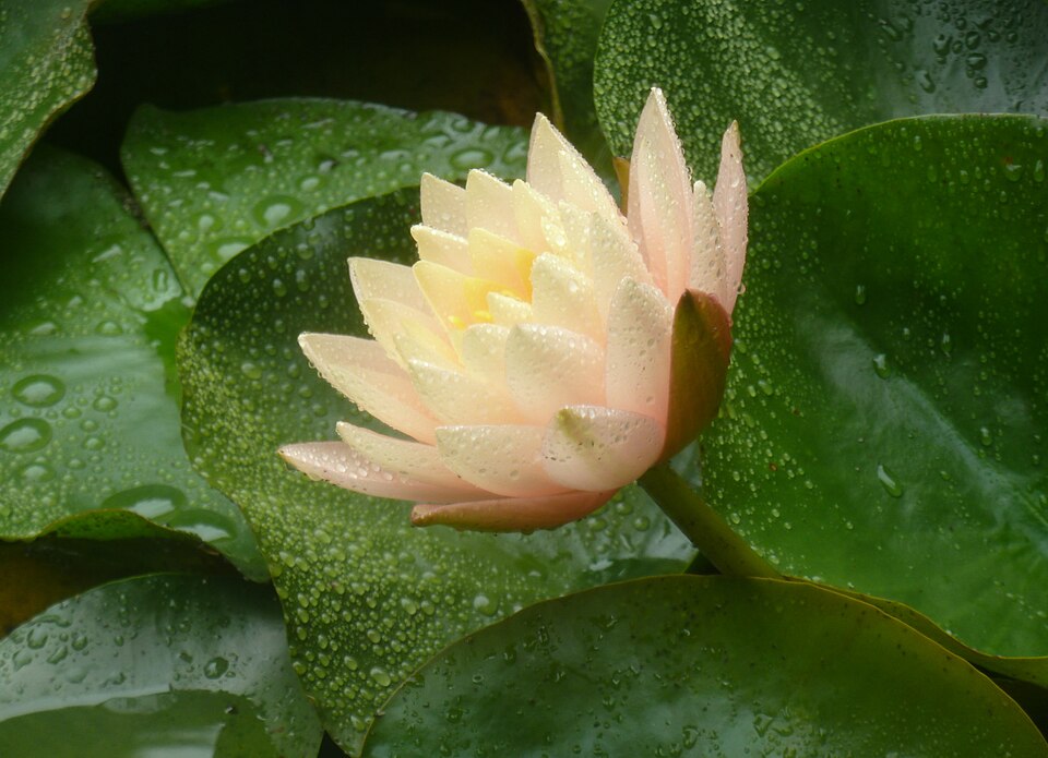 Nymphaea × marliacea (coloured water-lily) (alternate view 7)