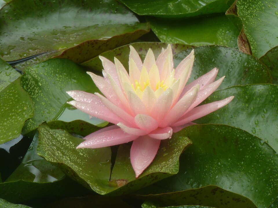 Nymphaea × marliacea (coloured water-lily) (alternate view 11)