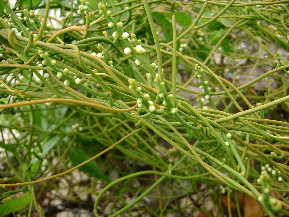 Cassytha filiformis (laurel dodder) (alternate view 6)