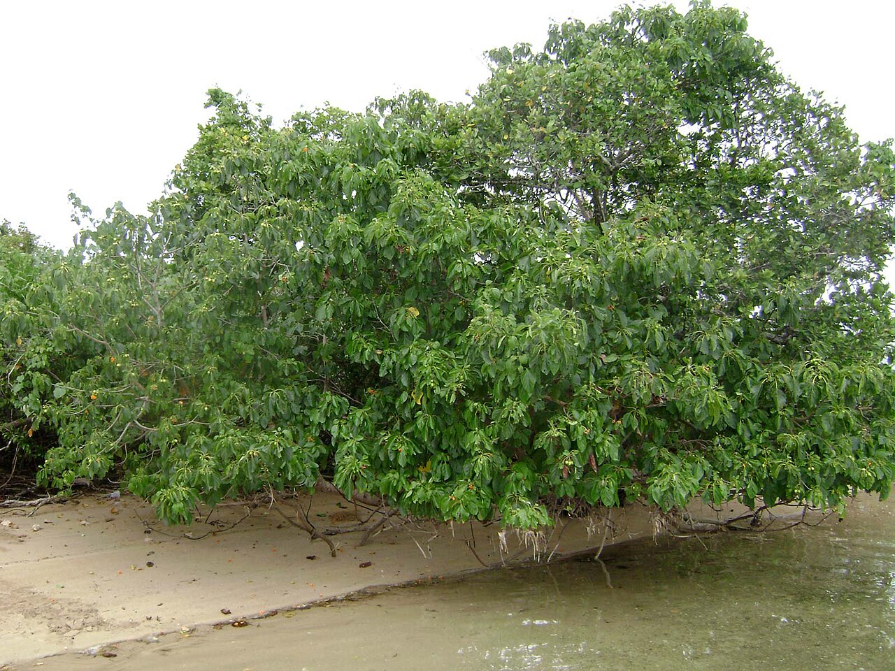 Cordia subcordata, Kou — spreading evergreen (Boraginaceae) (image 1 of 6)