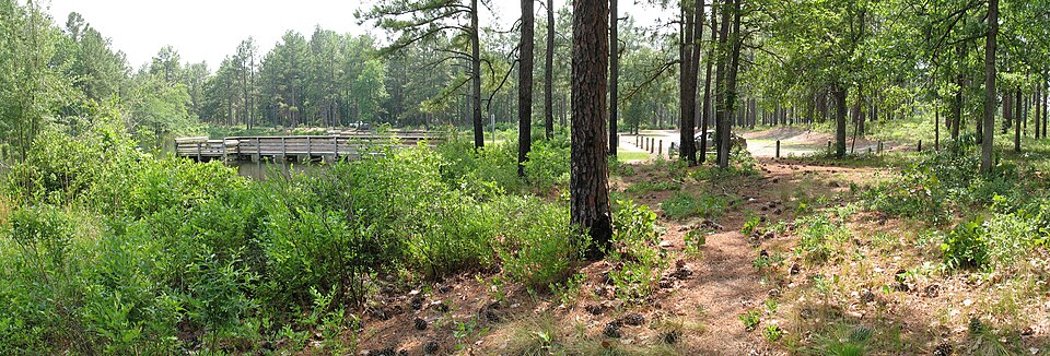 Pinus taeda (Loblolly Pine)