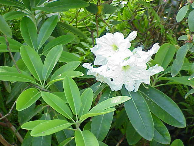 Rhododendron spp., rhododendrons and azaleas (Ericaceae) (image 11 of 15)