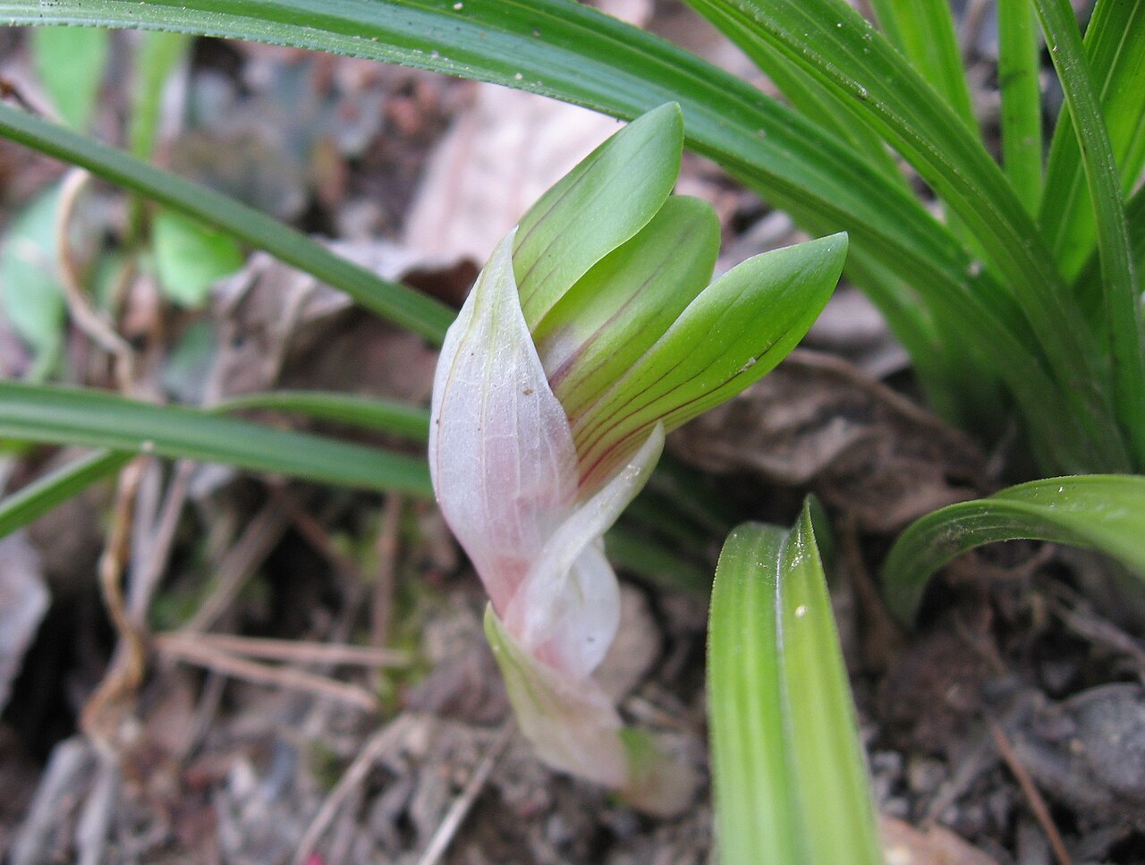 Cymbidium goeringii, Spring orchid — clumping evergreen (Orchidaceae) (image 1 of 10)