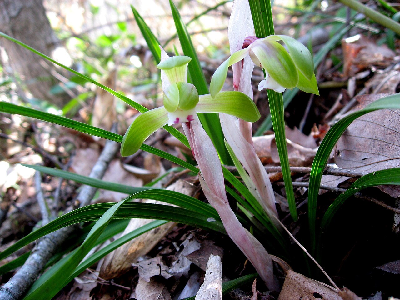 Cymbidium goeringii, Spring orchid — clumping evergreen (Orchidaceae) (image 2 of 10)