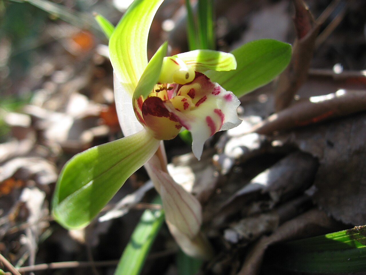 Cymbidium goeringii, Spring orchid — clumping evergreen (Orchidaceae) (image 3 of 10)