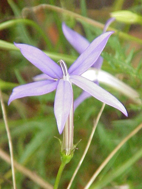 Lithotoma axillaris (rock isotome)