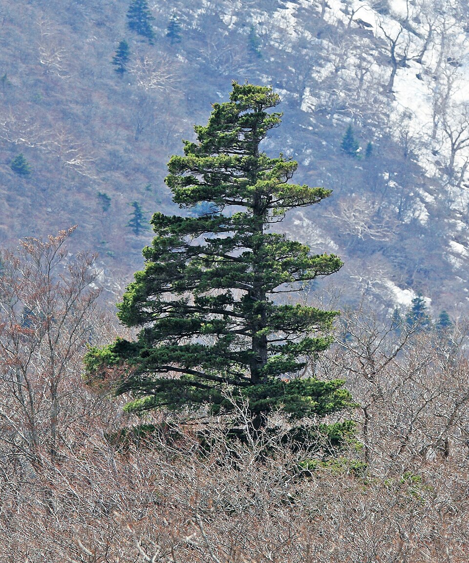 Pinus parviflora (Japanese White Pine) (alternate view 10)