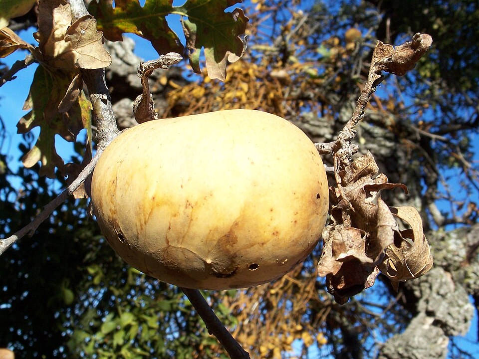Quercus lobata (Valley Oak)