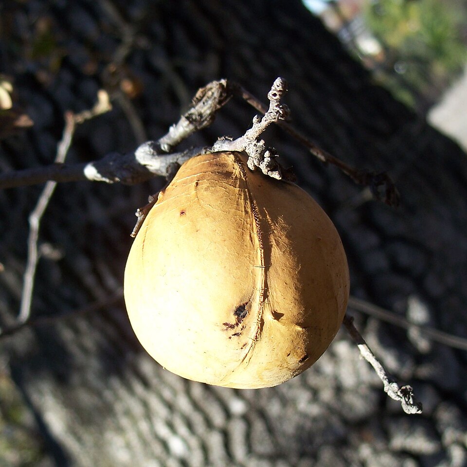 Quercus lobata (Valley Oak)
