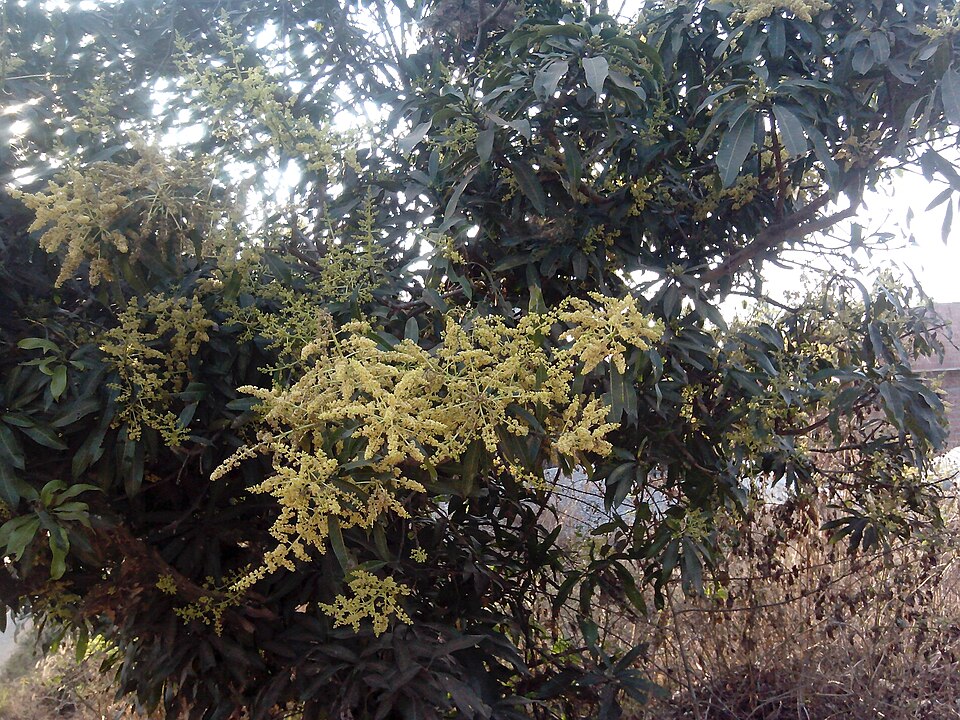 Mangifera (mangoes) (alternate view 2)