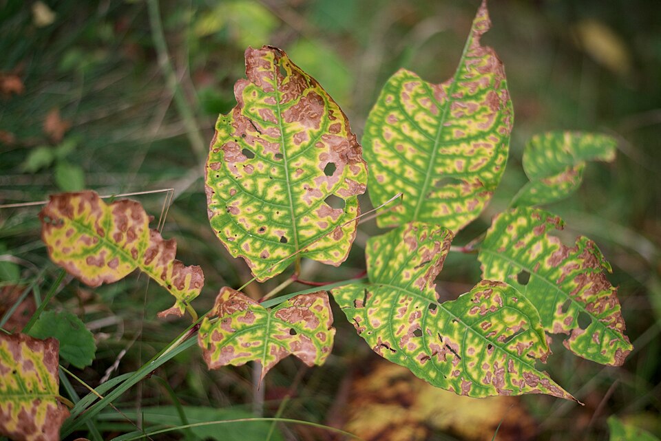 Reynoutria japonica (Japanese knotweed)
