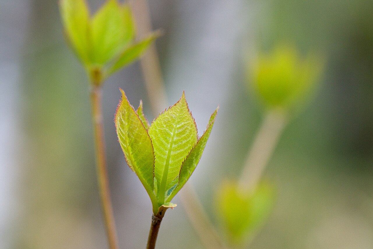 Clethra barbinervis, Japanese clethra — upright deciduous (Clethraceae) (image 9 of 10)