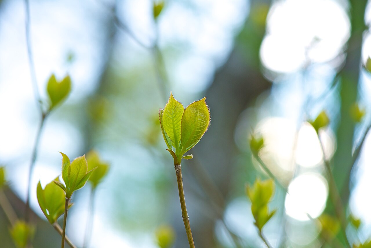 Clethra barbinervis, Japanese clethra — upright deciduous (Clethraceae) (image 10 of 10)