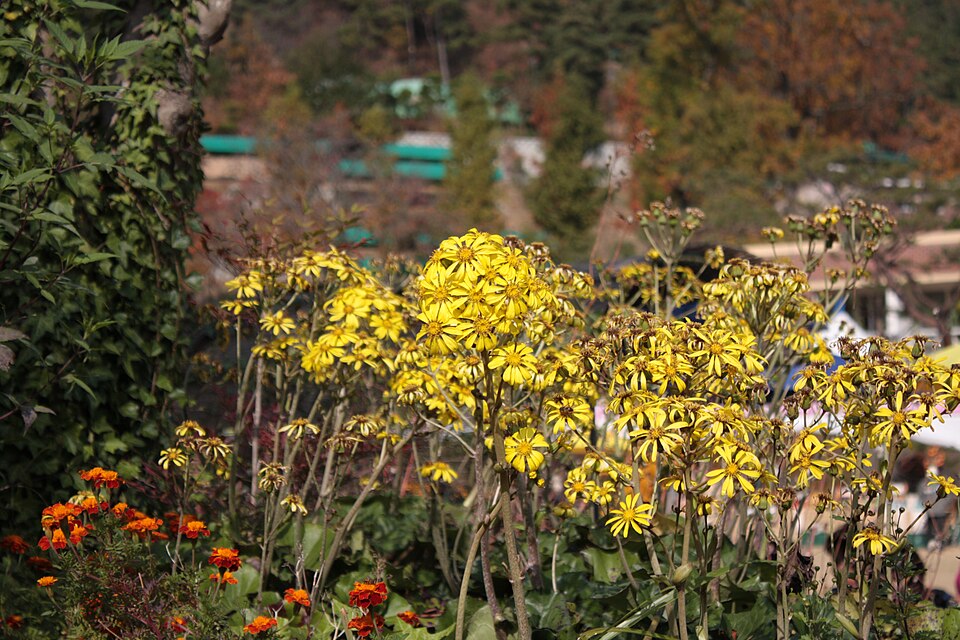 Farfugium japonicum (alternate view 7)