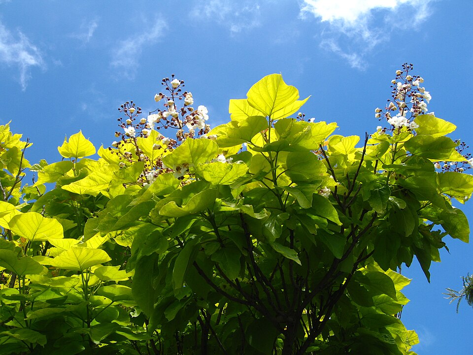 Catalpa speciosa (Northern Catalpa) (alternate view 9)