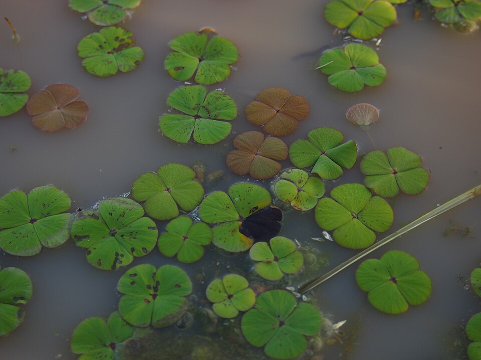 Marsilea drummondii (Common Nardoo) (alternate view 7)