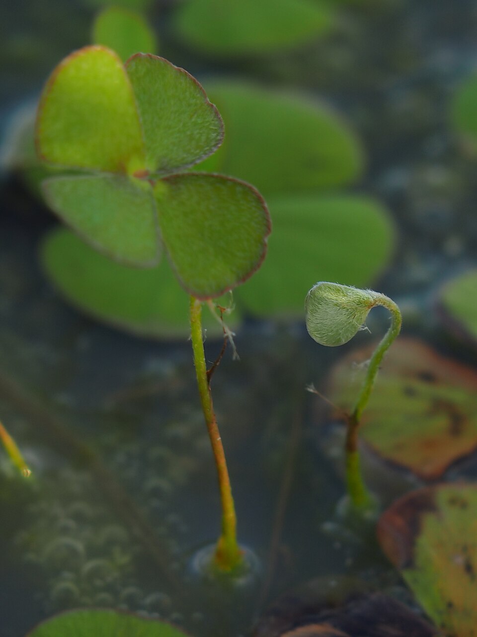 Marsilea drummondii (Common Nardoo) (alternate view 8)