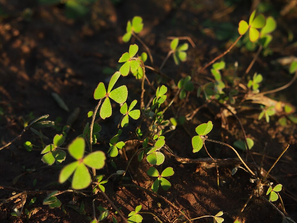 Marsilea drummondii (Common Nardoo) (alternate view 9)