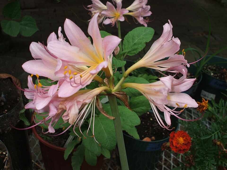 Lycoris squamigera (Surprise Lily) (alternate view 9)