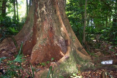 Toona ciliata (Australian Red Cedar)