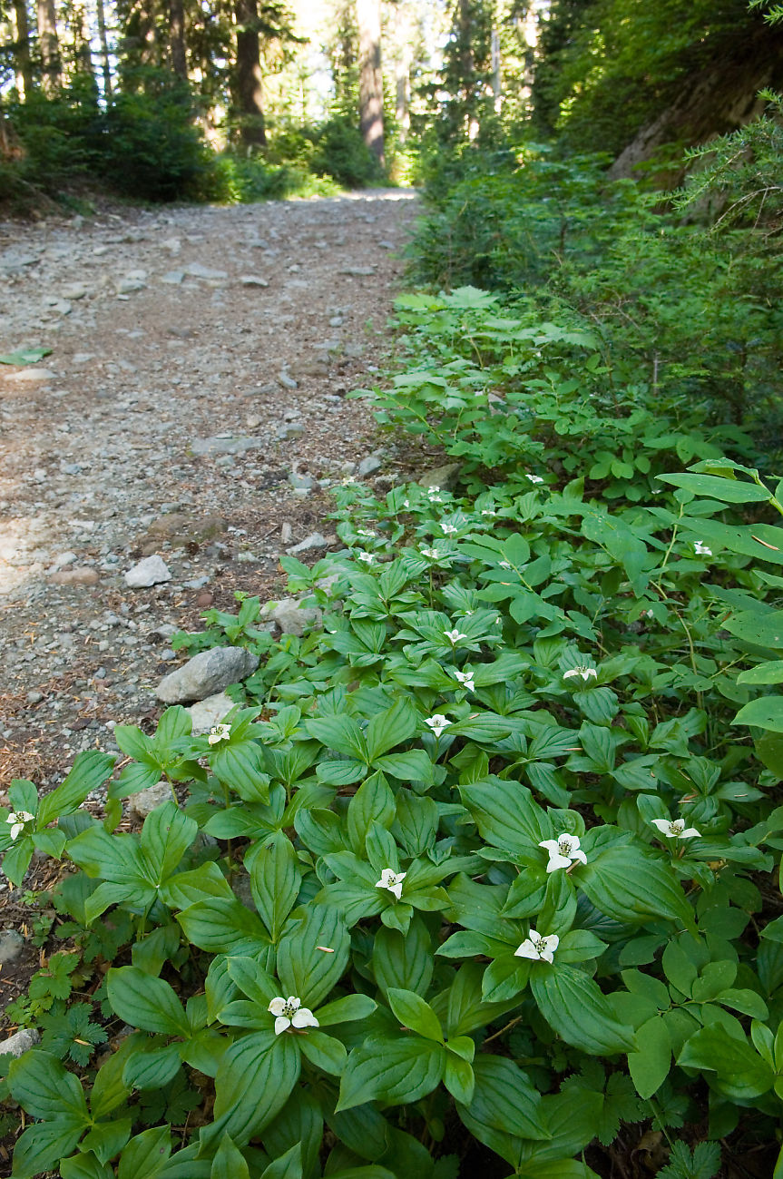 Cornus canadensis (bunchberry)